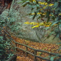 Red River Gorge in Fall